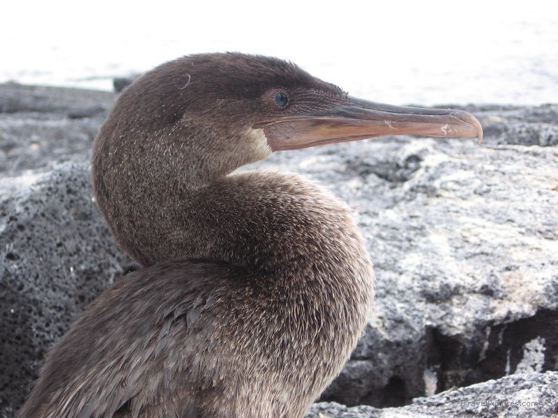 cormorant bird
